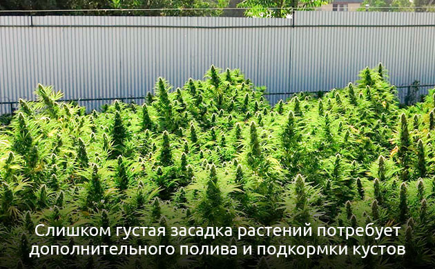 Расстояние кустов при выращивании конопли в открытом грунте Сколько кустов конопли можно выращивать на 1 м2 в открытом грунте