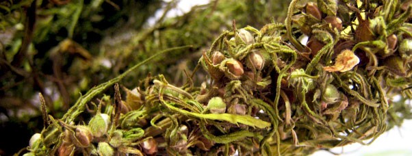 Зачем нужны мужские растения конопли?