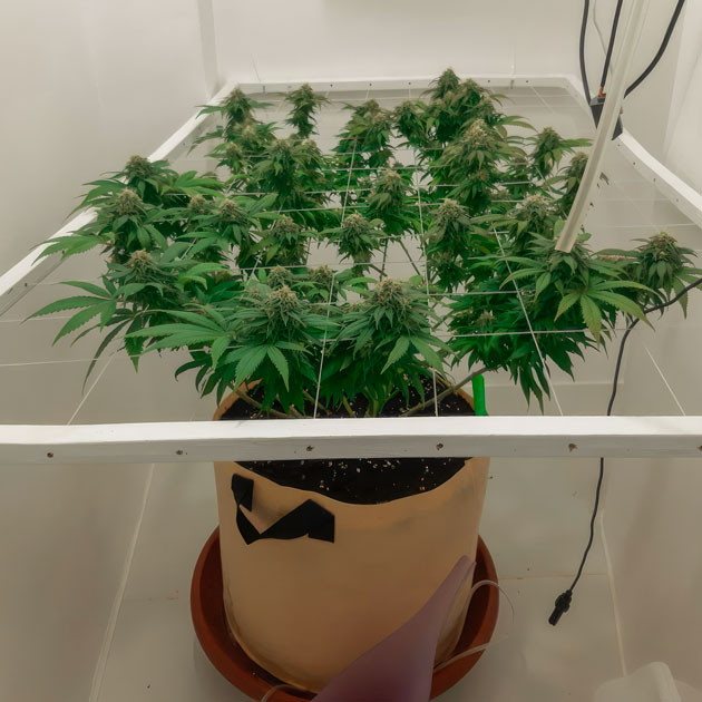 Финальная обрезка поврежденных листьев Куст Blackberry Moonrocks от AlphaFem Seeds на 15 неделе