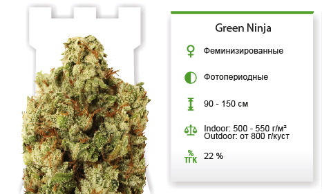 Сорт марихуаны Green Ninja Green Ninja от Heavyweight Seeds