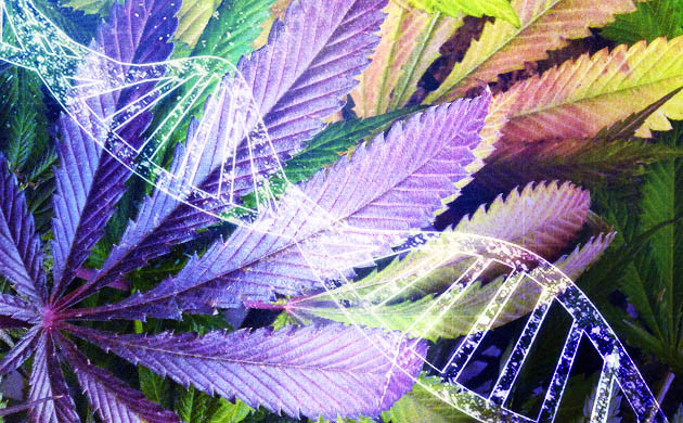 Выведение новых сортов Скрещивание рудералиса с сортовой коноплей