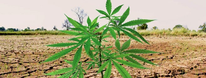 Самые стойкие сорта конопли Самые стойкие сорта марихуаны