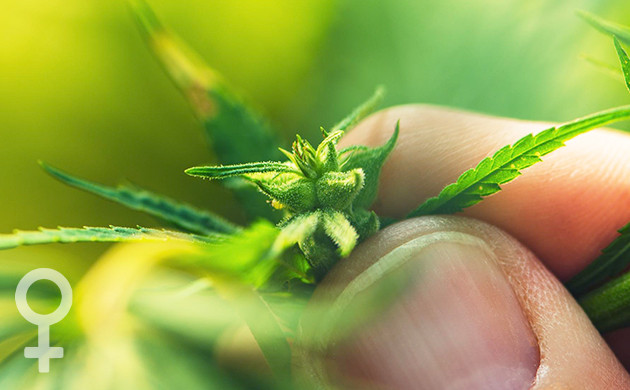 Формирующееся женское соцветие