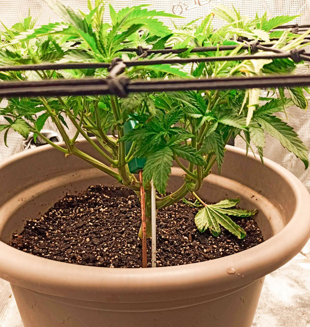 Установка сетки ScrOG и изменения в питательном растворе Куст Bruce Banner #3 от Herbies Seeds на стадии вегетации