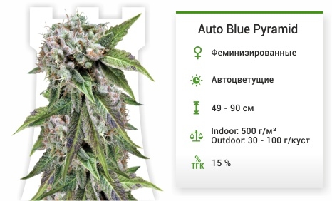 описание сорта Auto Blue Pyramid описание сорта Auto Blue Pyramid