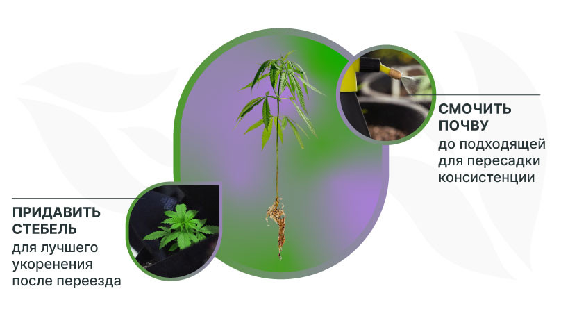 Этапы пересадки ростков Придавить стебель и смочить почву