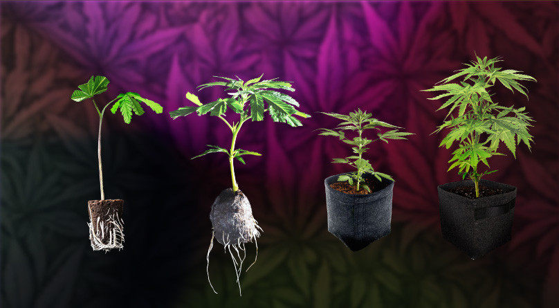 Клонирование автоцветов Клонирование автоцветущей конопли