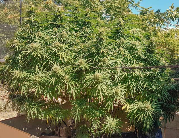 Покрытие янтарными трихомами Куст Runtz Muffin на 28-29 неделе выращивания