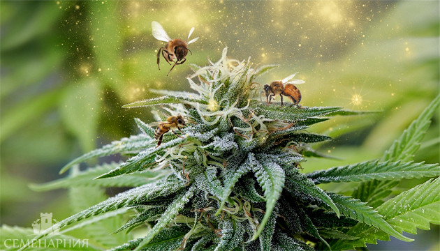 Опыление марихуаны Опыление цветков конопли