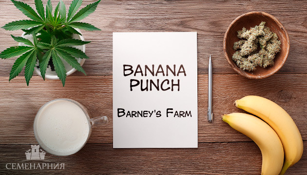 Гроурепорт сорта Banana Punch