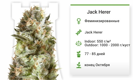 описание сорта Jack Herer  описание сорта Jack Herer