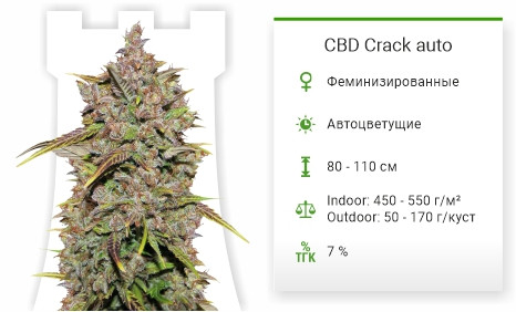 CBD Crack Auto от FastBuds