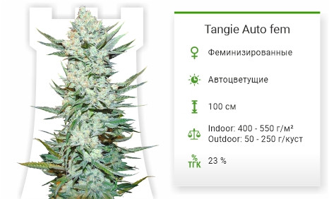Сорт марихуаны Tangie'matic auto Tangie'matic auto от FastBuds