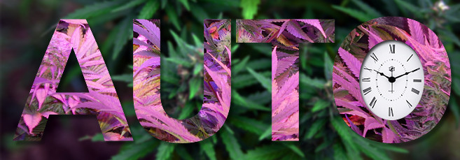 Цветение автоцветущей конопли