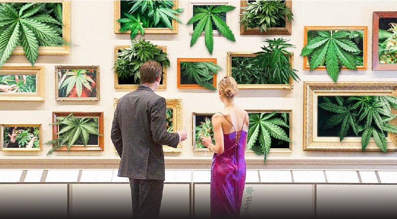 Особенности индики, сативы и рудералиса