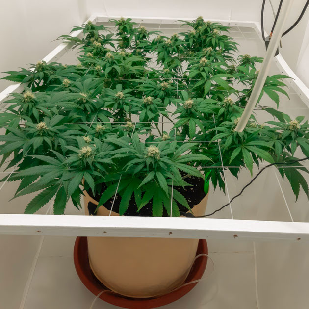 Проведение дефолиации Куст Blackberry Moonrocks на 13 неделе выращивания