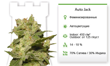 Сорт марихуаны Auto Jack Auto Jack от Paradise Seeds