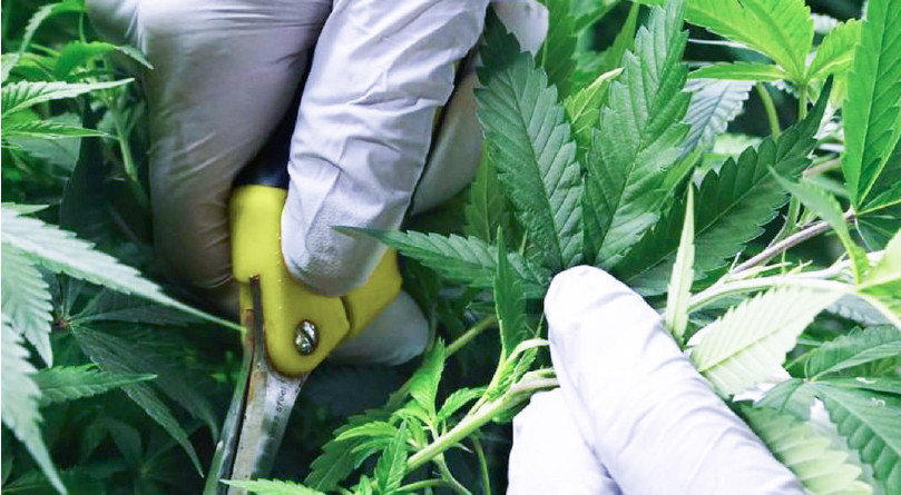 Обрезка побегов