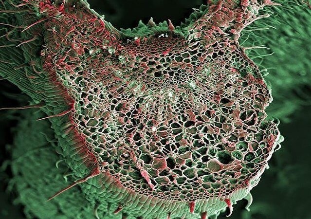 Срез листа каннабиса