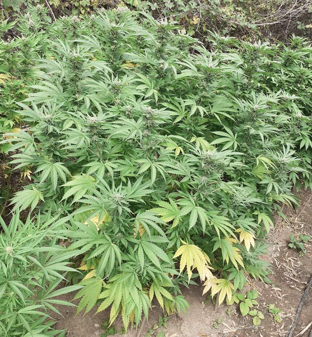 Развитие сорта Golosa на 21 неделе выращивания 21 неделя выращивания