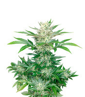 Купить семена конопли сорта Bruce Banner Auto fem Bruce Banner Auto fem (FastBuds)