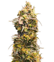 Купить семена конопли сорта Fullgas fem (Green House Seeds) Fullgas fem (GHS)