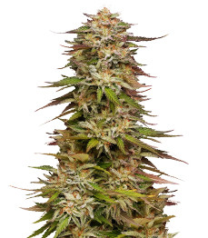 Купить семена конопли сорта Golden Sands fem (Humboldt Seed Company) Golden Sands fem (Humboldt Seed Company)