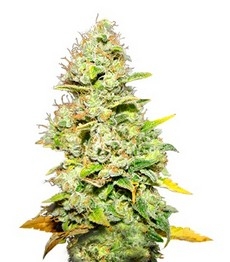 Купить семена конопли сорта White Widow fem от Medical Seeds White Widow fem (Medical Seeds)