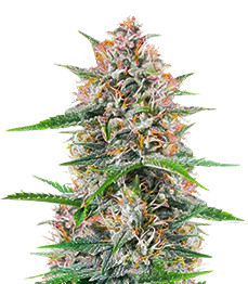 Bruce Banner Autoflower fem (Seedkeepers)