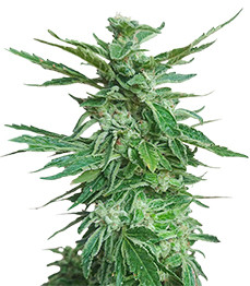 Купить семена конопли сорта Cafe Racer от Blimburn Seeds Cafe Racer fem (Blimburn Seeds)
