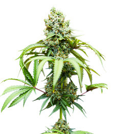Купить сорт Bruce Banner #3 fem Bruce Banner #3 fem (Blimburn Seeds)