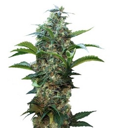 Купить семена конопли сорта Satori reg от Mandala Seeds Satori regular (Mandala Seeds)