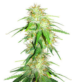 Купить семена конопли сорта Gelato Glue Autoflower fem от Easy Grow Seeds Gelato Glue Autoflower fem (Easy Grow Seeds)