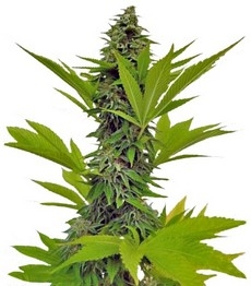 Купить семена конопли сорта Moby Dick fem от Green House Seeds Moby Dick fem (GHS)