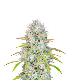 Купить семена конопли сорта Orange Sherbet Auto fem (FastBuds) Orange Sherbet Auto fem (FastBuds)