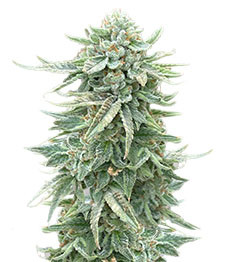 Dozy Doz fem (AlphaFem Seeds)