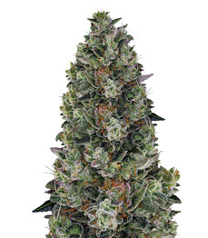 Купить семена конопли сорта Glookies fem (Barney's Farm) Glookies fem (Barney's Farm)