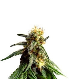 Купить семена конопли сорта AMS fem от GHS A.M.S. fem (GHS)