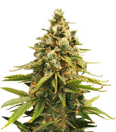 Купить семена конопли сорта Slurricane fem от Advanced Seeds Slurricane fem (Advanced Seeds)