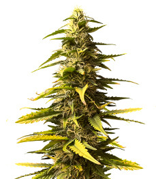 Купить семена конопли сорта Sour Diesel Auto fem от Herbies Seeds Sour Diesel Auto fem (Herbies Seeds)