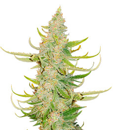 Купить сорт Titan F1 Auto fem от RQS Titan F1 Auto fem (RQS)