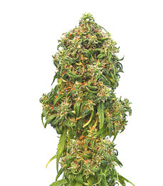 Купить семена конопли сорта Zkittlez Auto от Cali Buds Seeds Zkittlez Auto fem (Cali Buds Seeds)