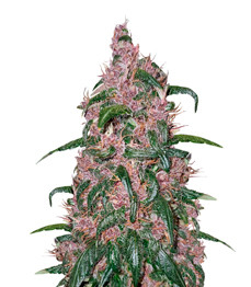 Купить семена конопли Purple Juice Auto fem (Herbies Seeds) Purple Juice Auto fem (Herbies Seeds)