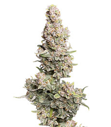 Купить семена конопли сорта Gorilla Punch Auto fem (FastBuds) Gorilla Punch Auto fem (FastBuds)
