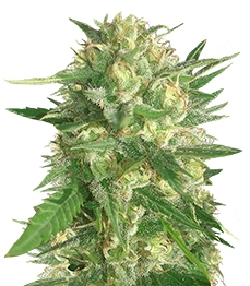 Купить семена конопли сорта SexBud fem от Female Seeds SexBud fem (Female Seeds)