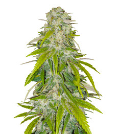 Купить сорт Critical XXL fem от Herbies Seeds Critical XXL fem (Herbies Seeds)