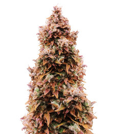 Купить семена конопли сорта Totally Alpha OG Auto fem от AlphaFem Seeds Totally Alpha OG Auto fem (AlphaFem Seeds)