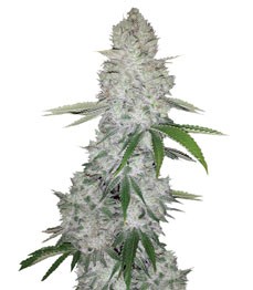 Купить семена сорта Gorilla Auto (Gorilla Glue Auto) от FastBuds Gorilla Auto (Gorilla Glue Auto) fem (FastBuds)