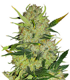 Купить семена конопли сорта Apollo F1 Auto fem от RQS Apollo F1 Auto fem (RQS)