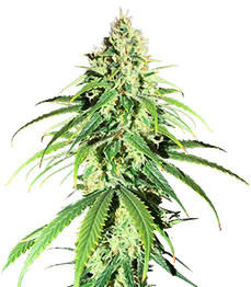 Купить семена конопли сорта Glue Sherbert fem от AlphaFem Seeds Glue Sherbert fem (AlphaFem Seeds)